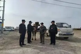 【我为群众办实事】民警救助被困骆驼 喂养数天找到主人图片
