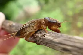 人称“土狗”，以前危害大，如今成“宝贝”，有人已经开始养殖图片