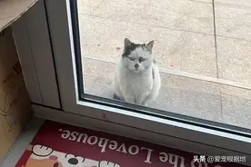 那只受伤后，到宠物医院求助被拒的猫，遇到了改变它命运的好心人图片