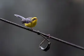 “新朋友”来了！成都野生鸟类纪录达530种图片