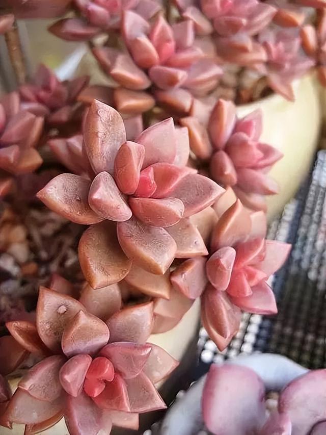 270种常见多肉图谱，一分钟认全！