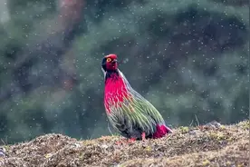 科普介绍：高原上的华丽珍禽，血雉图片