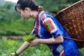 藤茶不是茶，可人工野转家生，如何扦插繁殖？注意5个细节图片