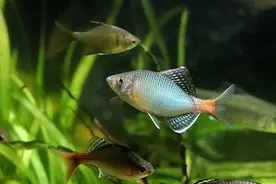 中华鳑鲏的生物学特性及人工繁殖和培育技术图片