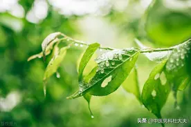 肾虚时间短，肝虚宗筋软，大补肝肾亦可解决非痿即泄的问题图片