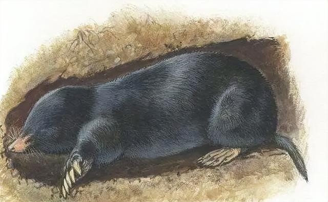 瞎老鼠是民间的一种俗称,有些地方也叫它地老鼠,地羊等,它长得异常像