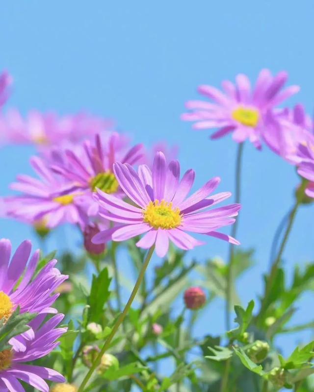 生命之花,永远在身边