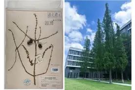 国宝活化石“神树”的越洋情缘图片