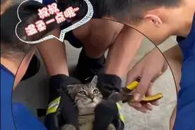 猫咪脚被鱼钩勾住，跑消防队求助…临走前被摸猫头：以后别贪吃啦图片