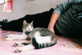 萌宠 | 猫妈妈带娃，也有相当不靠谱的；图片