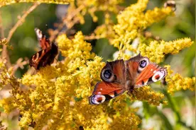 动物聚会之谜，困惑科学家的动物聚堆现象图片