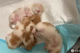 虽然不提倡，但还是可以看看的母猫怀孕知识分享图片