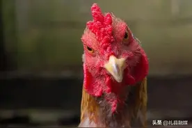 没有一只鸡能活到寿终正寝？若是不吃的话，鸡到底能活多少岁？图片