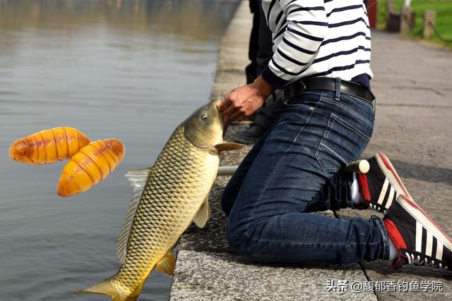 什么物质能在冬季钓鱼时让鱼开口？冬季给鱼促进开口的几种物质