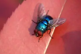 吃下苍蝇的代价图片