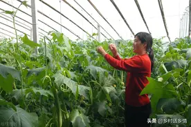 清明节快到了，这些瓜果蔬菜准备种植了，但要注意几点图片