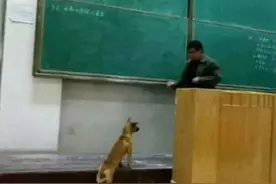 每日一笑：你看看它像不像你上数学课的样子？真困成一条狗了图片