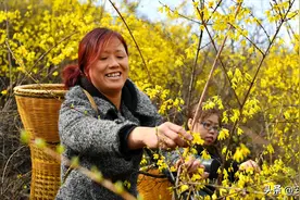 一次种植30年收益，每亩效益9000元，它曾经是中药材种植的天花板图片