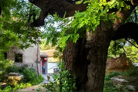 “小院不能乱栽树，栽阴树更忌讳”，阴树有哪几种？赶紧看一下！图片