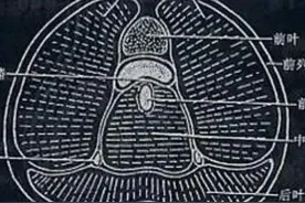人到中老年，为什么前列腺会增生，而阴茎会萎缩？图片