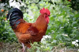 太准了 属鸡的人性格原来是这样图片