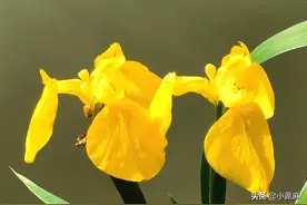 识花笔记第2波—黄菖蒲、鸢尾、鸳鸯茉莉、栀子、夹竹桃和红千层图片
