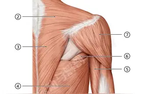【看图识肌】这些肌肉你都认识吗？进来测试一下吧！图片