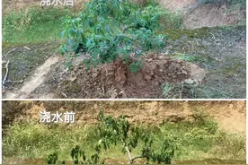 青花椒旱灾后如何快速恢复树势，促进枝条生长？图片