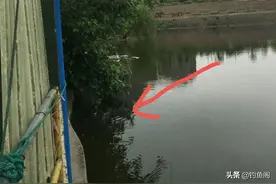 桑葚钓草鱼真的厉害！说实话却有人不信，是这种钓法太省钱了？图片