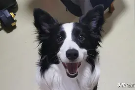 最“通人性”的5种狗，每一只都很有灵性，养它们准没错图片