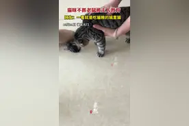 猫咪不抓老鼠被主人教育，网友：一看就是吃猫粮的城里猫图片