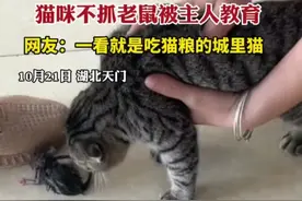 猫咪不抓老鼠被主人教育，网友：一看就是吃猫粮的城里猫图片