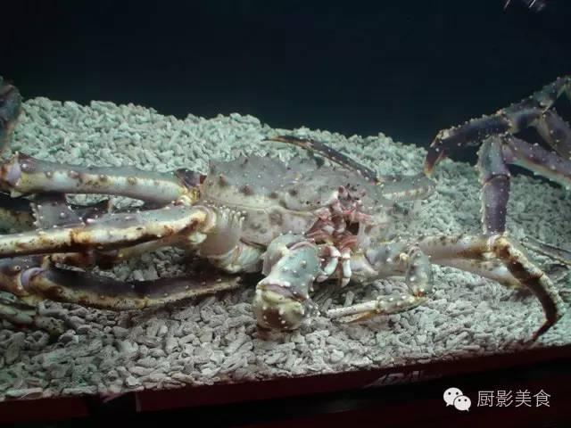 40头的花胶是几级 2025年花胶40头是什么意思?