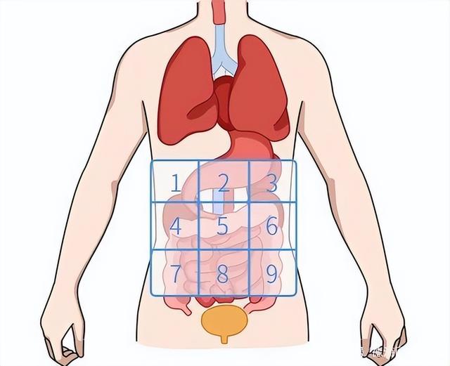 肚子痛,到底是哪里痛?一张"腹部地",让你看得明白