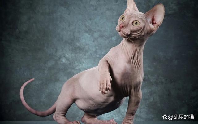 比鲁斯猫为什么这么贵（来自加拿大的比鲁斯）