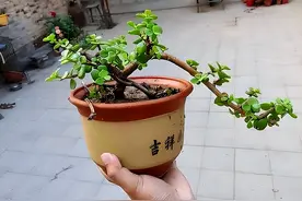 老一辈说：这些花“不吉利”，再喜欢也不要养，该不该听他们的话图片