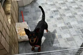 给狗子打了避孕针后图片