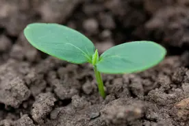 蔬菜育苗质量上不去？别急，掌握4高4低变温管理，轻松搞定壮苗图片
