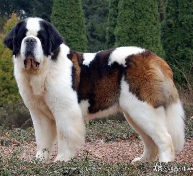 世界上最重的狗子：藏獒被取经却屈居第3名，前2名都是什么来头？