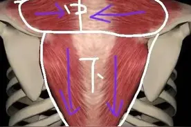 斜方肌中下束训练图片