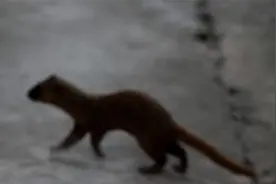 民间故事夜会黄大仙，竞冠，这个答案正确，保你余生平安富贵图片