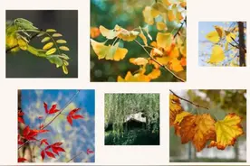 刘成章：蝴蝶一样的落叶图片