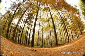 2021-2022学年度第一学期期末质量检测七年级语文试题图片