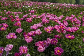 芍药的养法图片