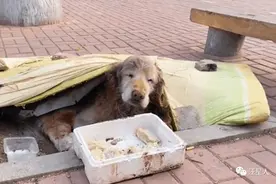 阿金患骨癌被遗弃街边，慢慢等死！后来他们将它带回家图片