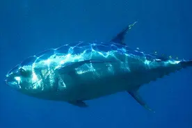 金枪鱼：从一出生就必须一刻不停地游动，为什么一旦停下就会死？图片