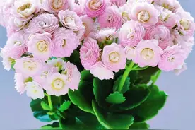 长寿花新品种—蟠桃，花朵像玫瑰，又大又美，花期持久，值得拥有图片