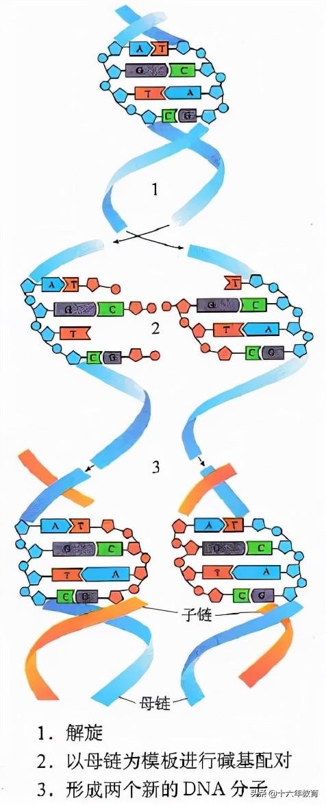 高中生物重要生化知识图解记忆（建议收藏）