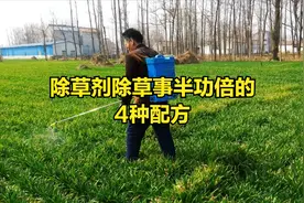 除草剂加尿素，除草剂加洗衣粉，除草剂加助剂，4种配方事半功倍图片