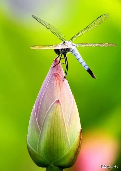 世界上最漂亮的蜻蜓,色彩斑斓,美极了!